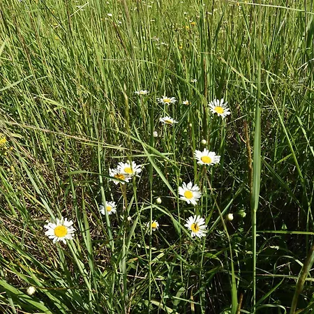 Vila Gorski Brlog - Kuce Za Odmor